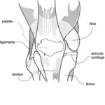 Desenho do diagrama de joelho vetorial